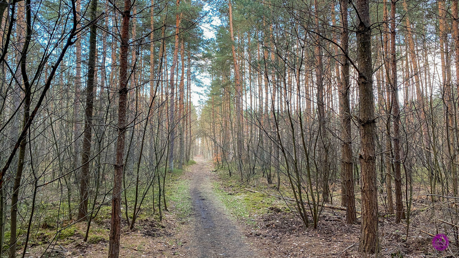 Lasy Kochłowickie